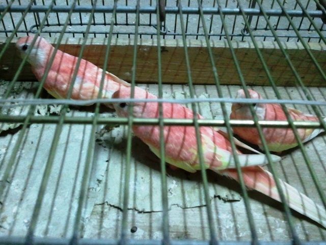 人気のアキクサインコルビノー新子の販売です Castle View Aviary 人気のアキクサインコルビノー新子の販売です Castle View Aviary