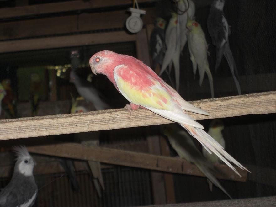 鮮やか アキクサインコ ルビノー Castle View Aviary