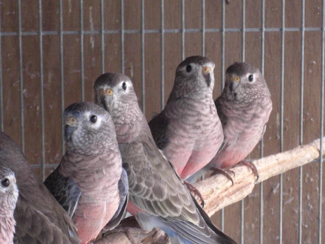 Castle View Aviary Castle View Aviary