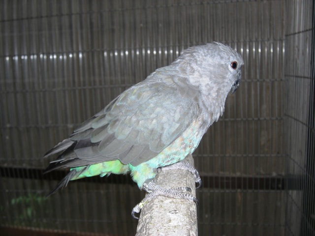 アカハラハネナガインコ ペアー ２ ３歳 手乗り Castle View Aviary