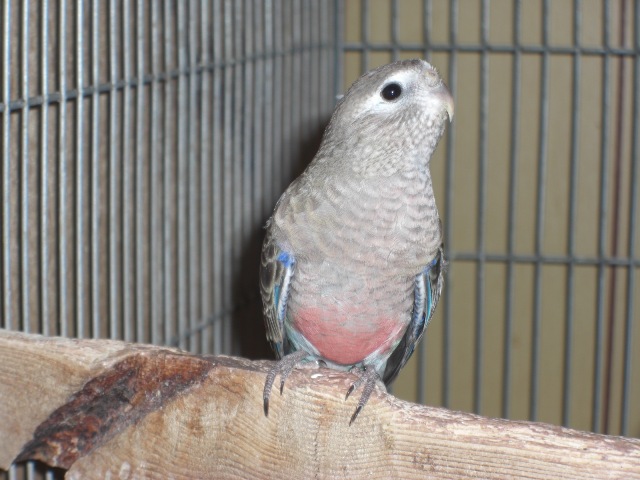 アキクサインコ ワイルドカラー Castle View Aviary