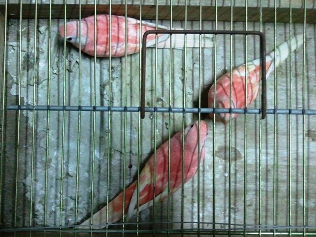 人気のアキクサインコルビノー新子の販売です Castle View Aviary