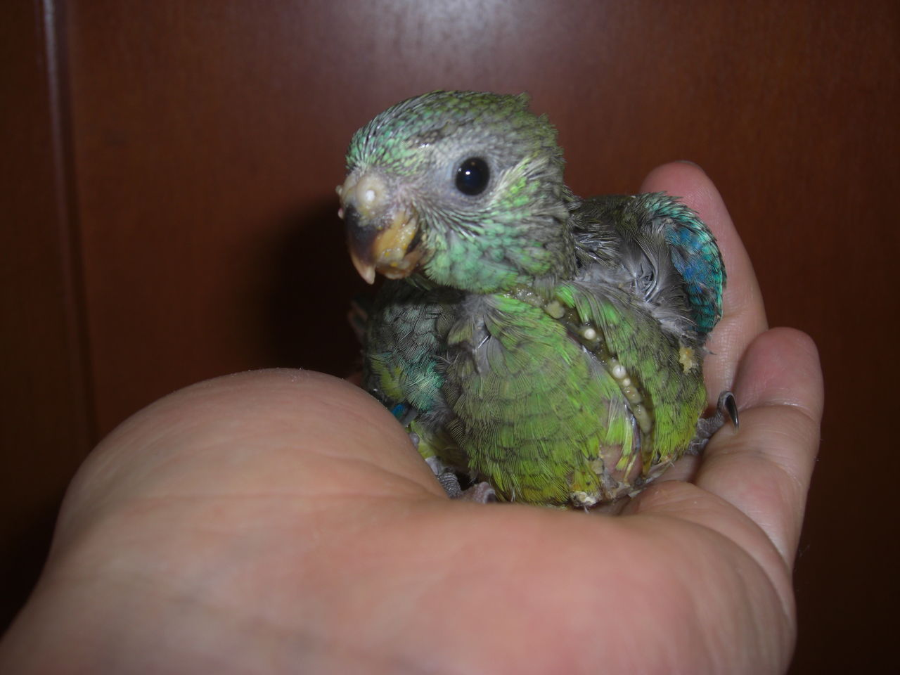 Castle View Aviary 里親 里子募集 Castle View Aviary 里親 里子募集