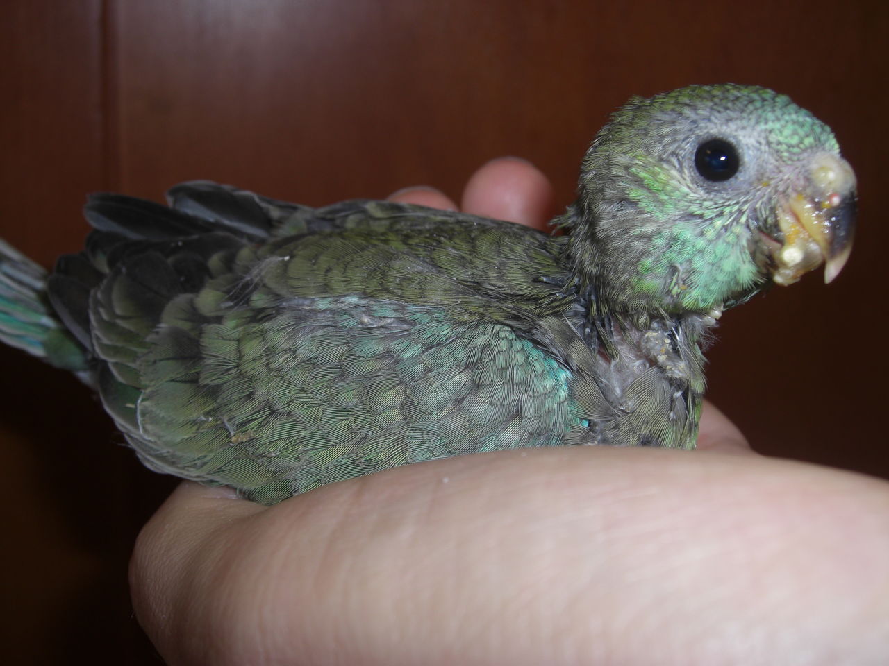 Castle View Aviary 里親 里子募集 Castle View Aviary 里親 里子募集