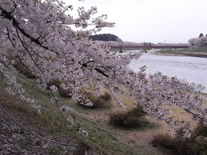 角館桧木内川土手の満開のピークは越えつつも見頃の桜のアップと桜並木