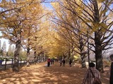 うんどう広場脇のイチョウ並木2