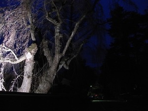 日暮れにライトアップされた角館武家屋敷のしだれ桜もまだ咲く前2