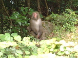 世界遺産屋久島西部林道のヤクザル1
