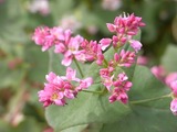 赤色が強いそばの花3