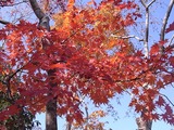 日本庭園の紅葉2