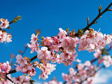 河津桜04