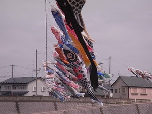 北上展勝地 北上川にかけられた鯉のぼり1