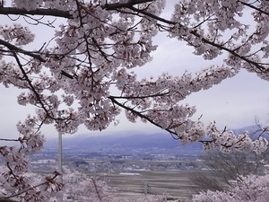 天童公園(舞鶴山)満開の桜と遠景