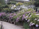 あじさい寺15