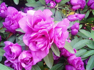 ���ϸ�Ω�ĤĤ��������� �ܰ��ղ֤�餫�����礬���ä��ԥ󥯿��򤷤������ΤĤĤ�