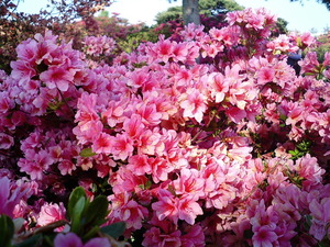 ���ϸ�Ω�ĤĤ��������� �ܰ��ղ֤�餫�������򿧤������ΤĤĤ�