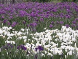 白と紫色の花菖蒲たち