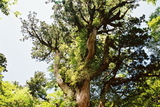 世界自然遺産屋久島の象徴縄文杉013
