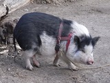 ぶたさん