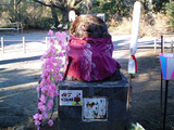 茂林寺のひな祭り04