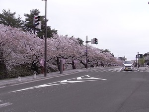 弘前城お堀の周りの辛うじて見頃の桜