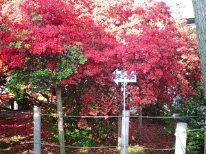 ���ϸ�Ω�ĤĤ��������� �����֤ʿ��β֤�餫���������ΤĤĤ�