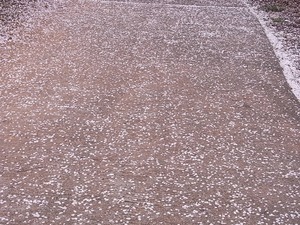つがの里の舞い散った桜の花びらアップ