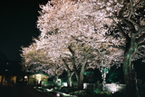 自由学園の夜桜4