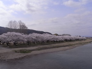 北上展勝地 満開の北上川の沿い桜並木