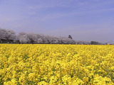 満開の桜並木と菜の花畑1