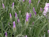 花菖蒲のつぼみ3