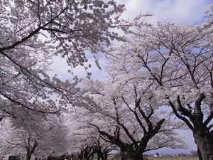 北上展勝地 目一杯花を咲かせた桜並木4