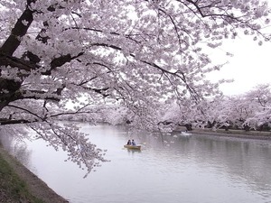 弘前城満開の桜のトンネルとお堀