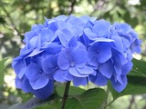 あじさい寺05
