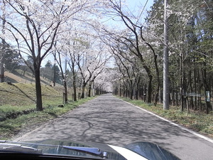 太平山遊覧道路 桜のトンネル6