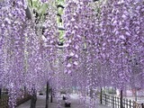 玉敷公園藤の花05