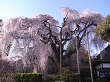 慈雲寺イトザクラ