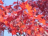 日本庭園の紅葉3