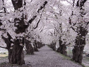 角館桧木内川土手の満開のピークは越えつつも見頃の桜並木