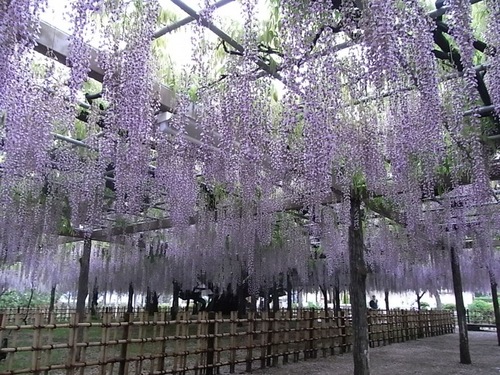玉敷公園藤の花00