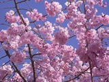 ピンクの色味が強い桜2