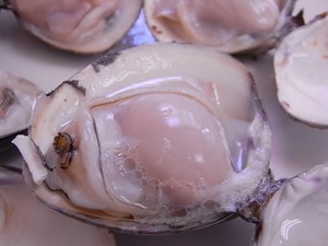 焼き上がったはまぐりのアップ