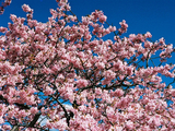河津桜14