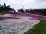 羊山公園の芝桜1