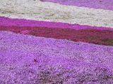 色とりどりの芝桜8