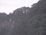 崖に生える木々2