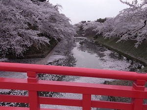 弘前城杉の大橋からお堀端に咲く満開の桜を望む