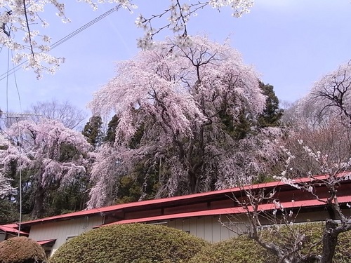 三春町内の桜