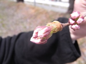 真人公園の桜アップ