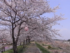 思川河川敷の桜並木川側に大きく伸ばした枝振り